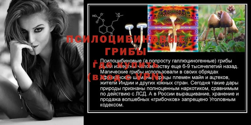 Псилоцибиновые грибы Psilocybe  блэк спрут ТОР  Берёзовский 